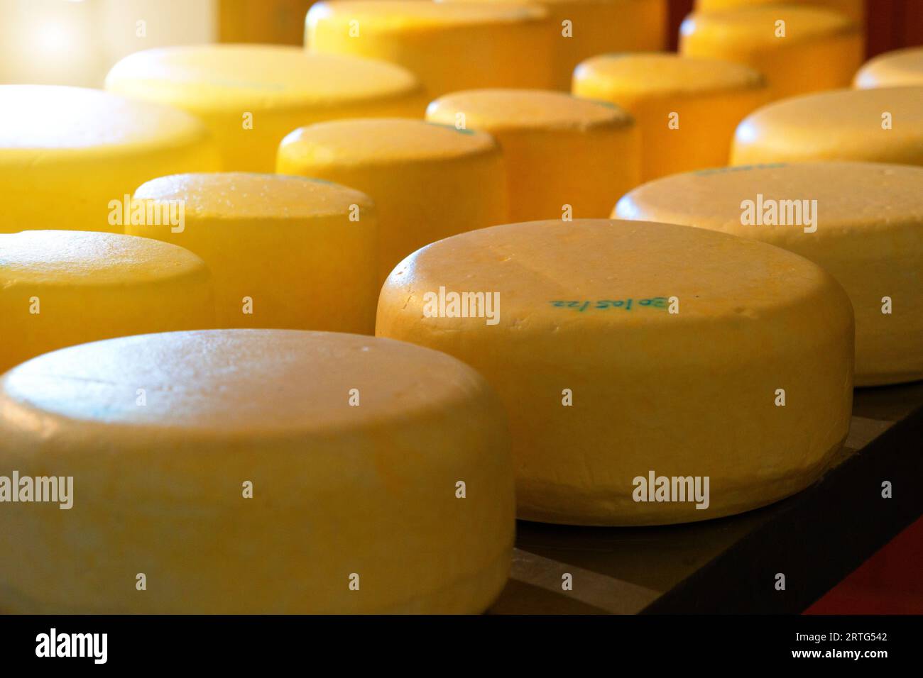 yellow cheese blocks redy for cutting and selling Stock Photo Alamy