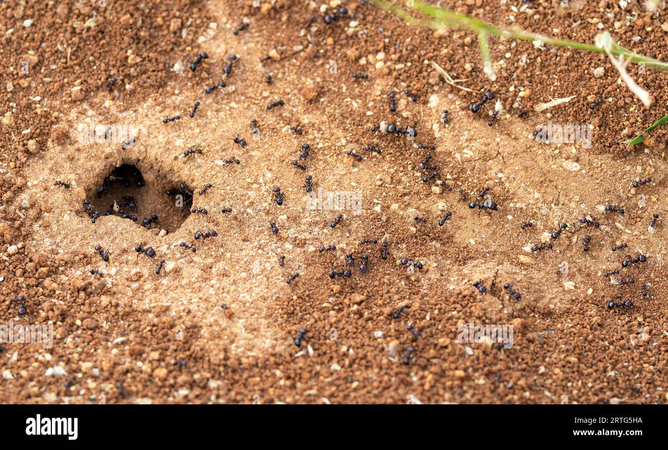 Harvester ants hi-res stock photography and images - Alamy