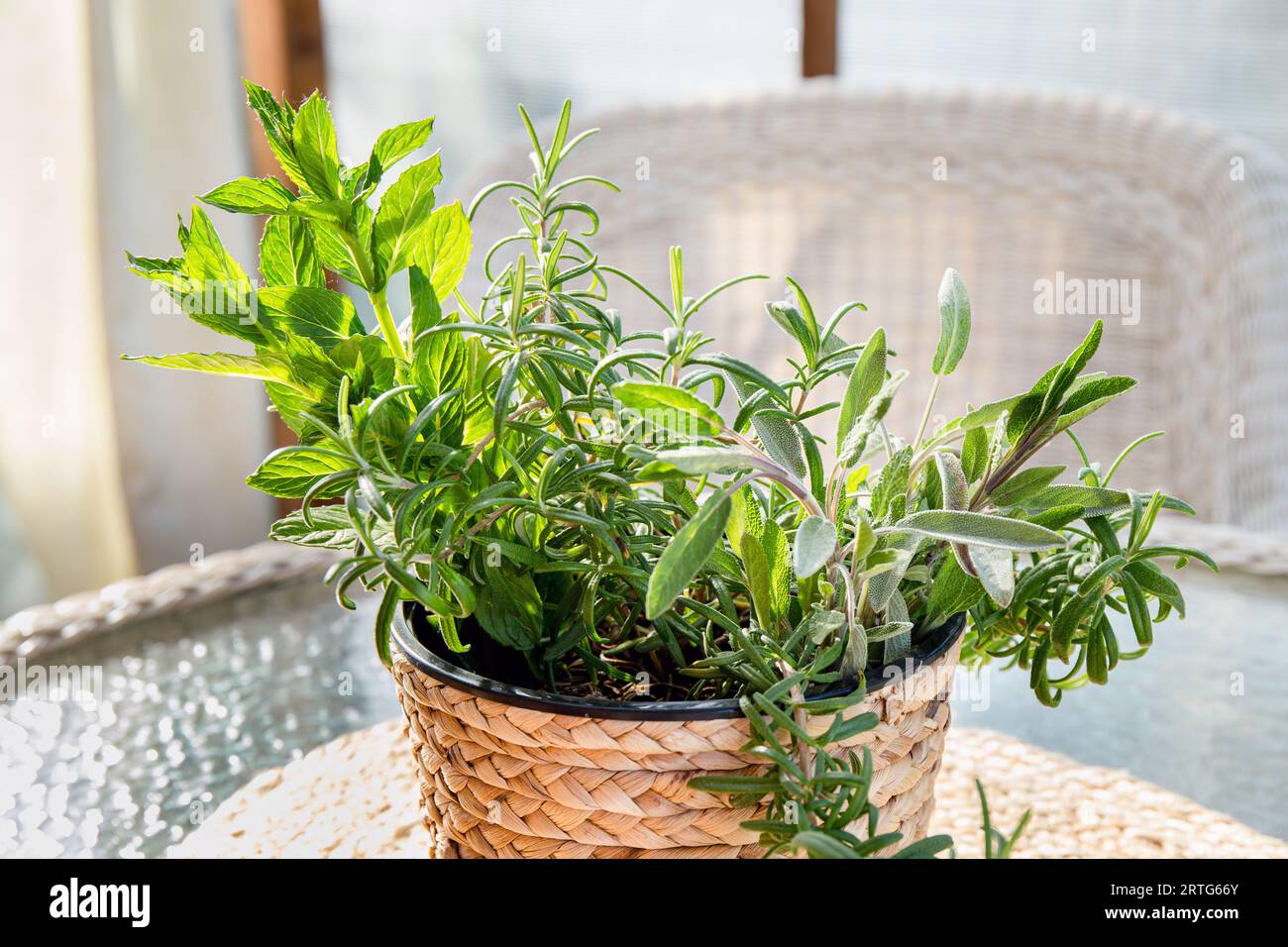 Various fresh aromatic herbs growing in flower pot in home patio. Rosemary, peppermint, sage in natural material braided flower pot. Stock Photo