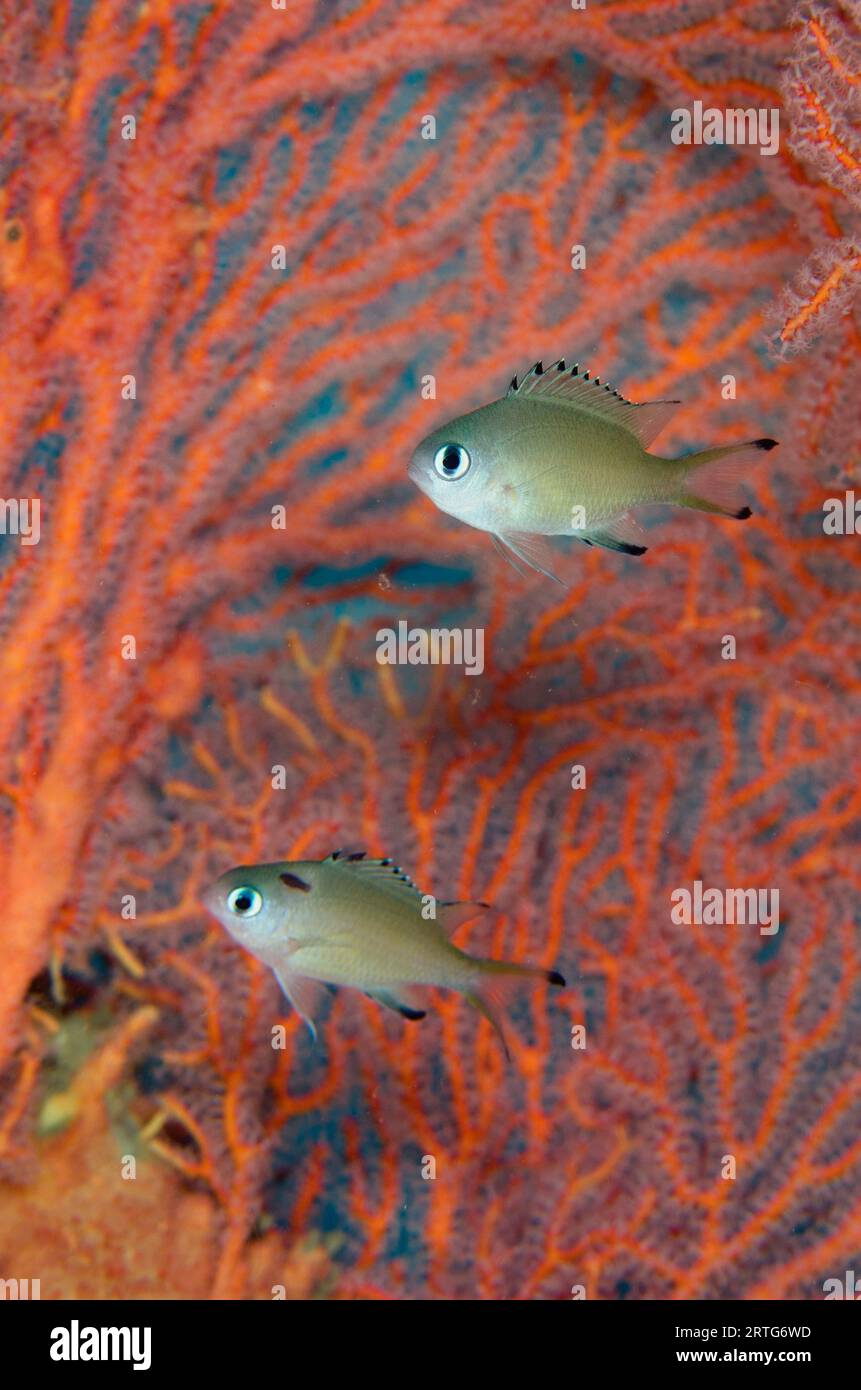 Pair of Scaly Chromis, Chromis lepidolepis, one with Cymathoid Isopod, Anilocra sp, parasite, by Sea Fan, Melithaea sp, Dili Rock West dive site, Dili Stock Photo