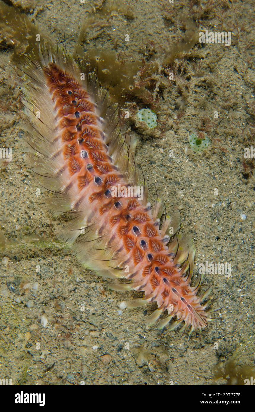Golden Fire Worm, Chloeia amphora, on sand, Night dive, Dili Rock East dive site, Dili, East Timor Stock Photo
