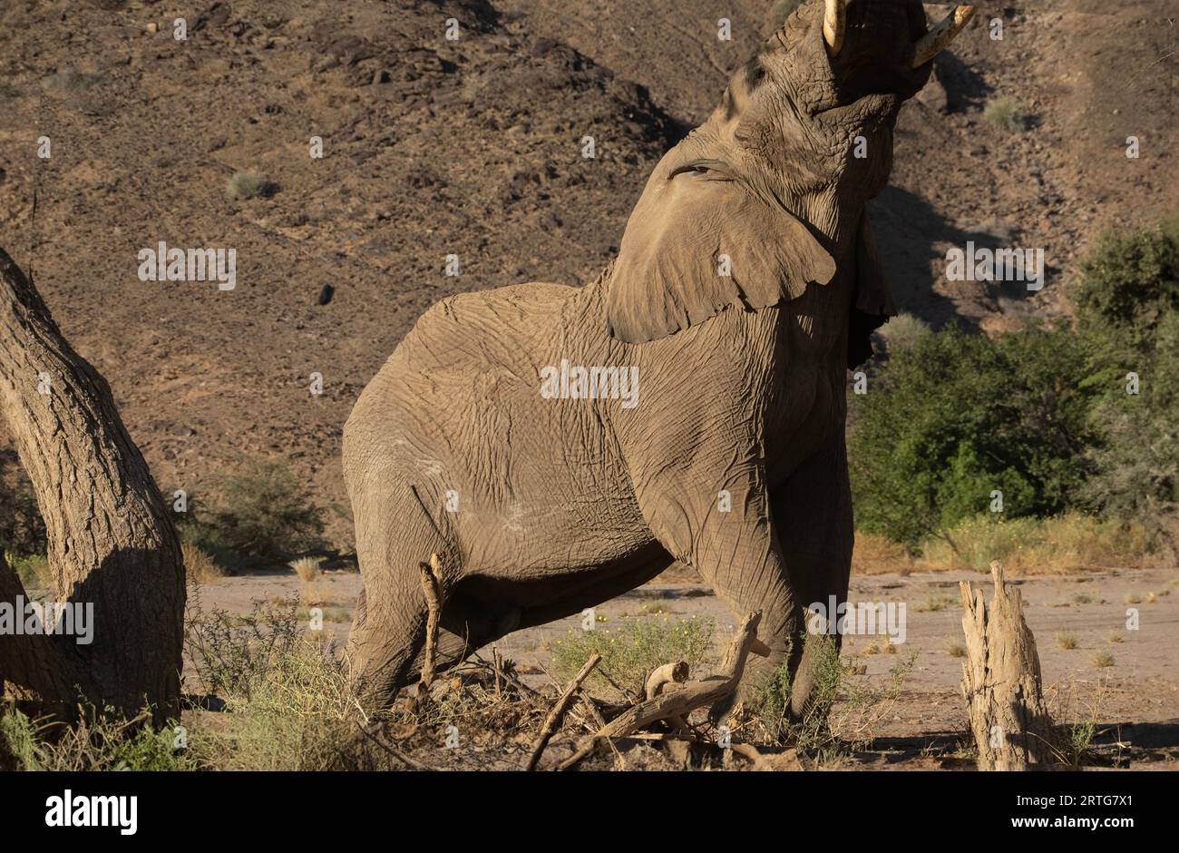 Elephant eating from tree using trunk in Namibia Stock Photo