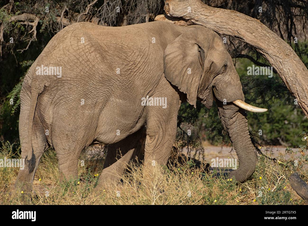 African elephant at nature reserve in Namibia standing near Acacia tree Stock Photo