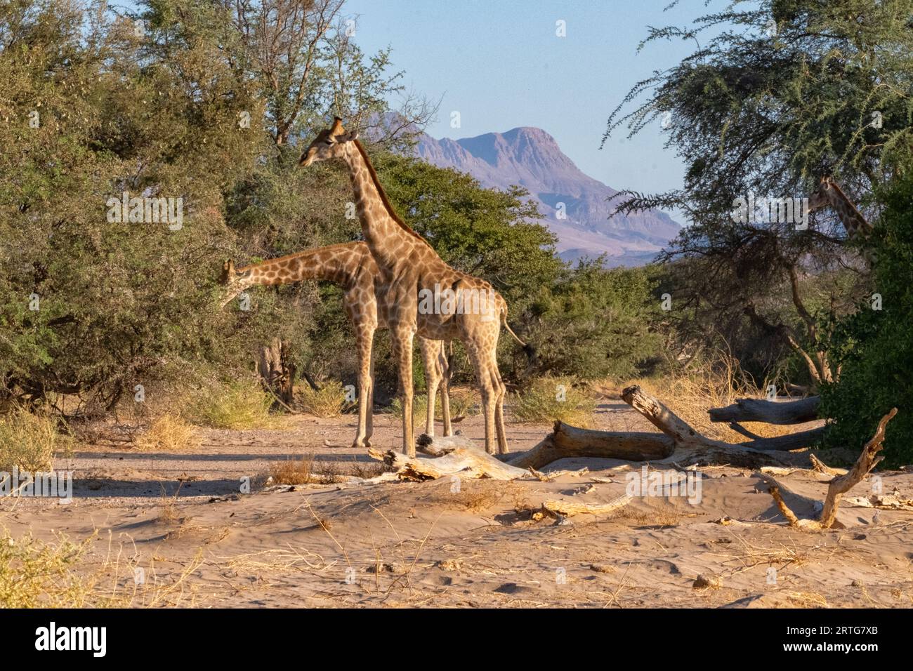 Giraffes in the desert of Damaraland in Namibia Stock Photo