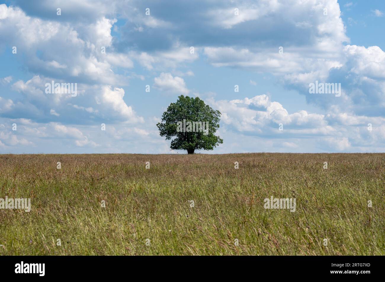 A tree in the middle of a field with blue sky and clouds Stock Photo