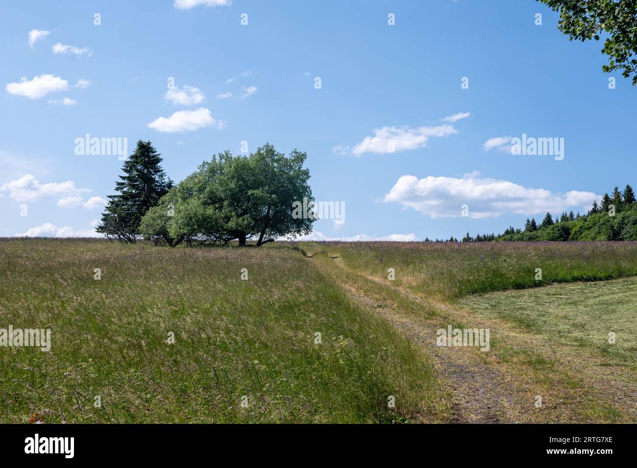 Green landscape with a dirt road, trees and blue sky Stock Photo - Alamy