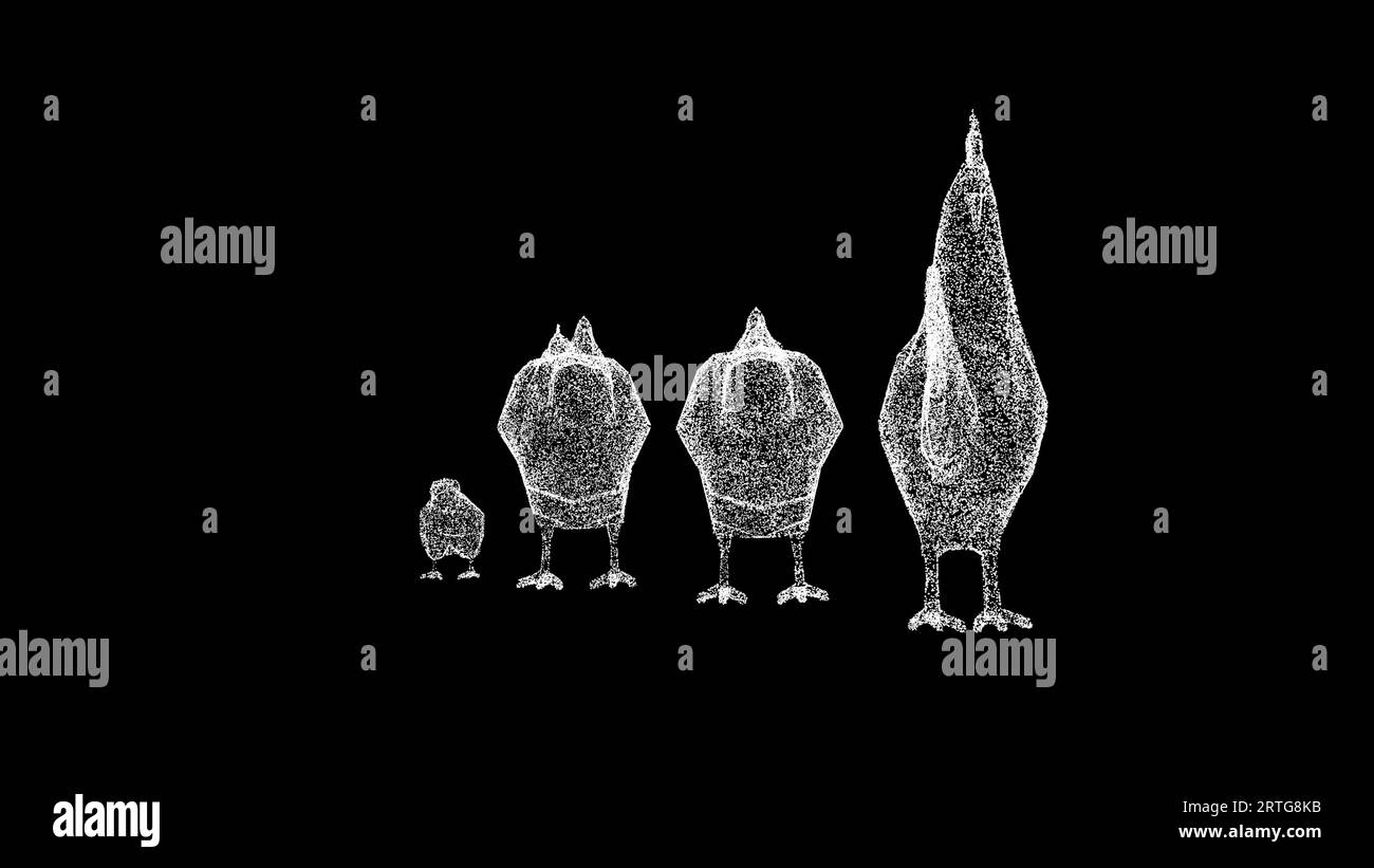 3D Chicken family on black background. Farm and domestic animals
