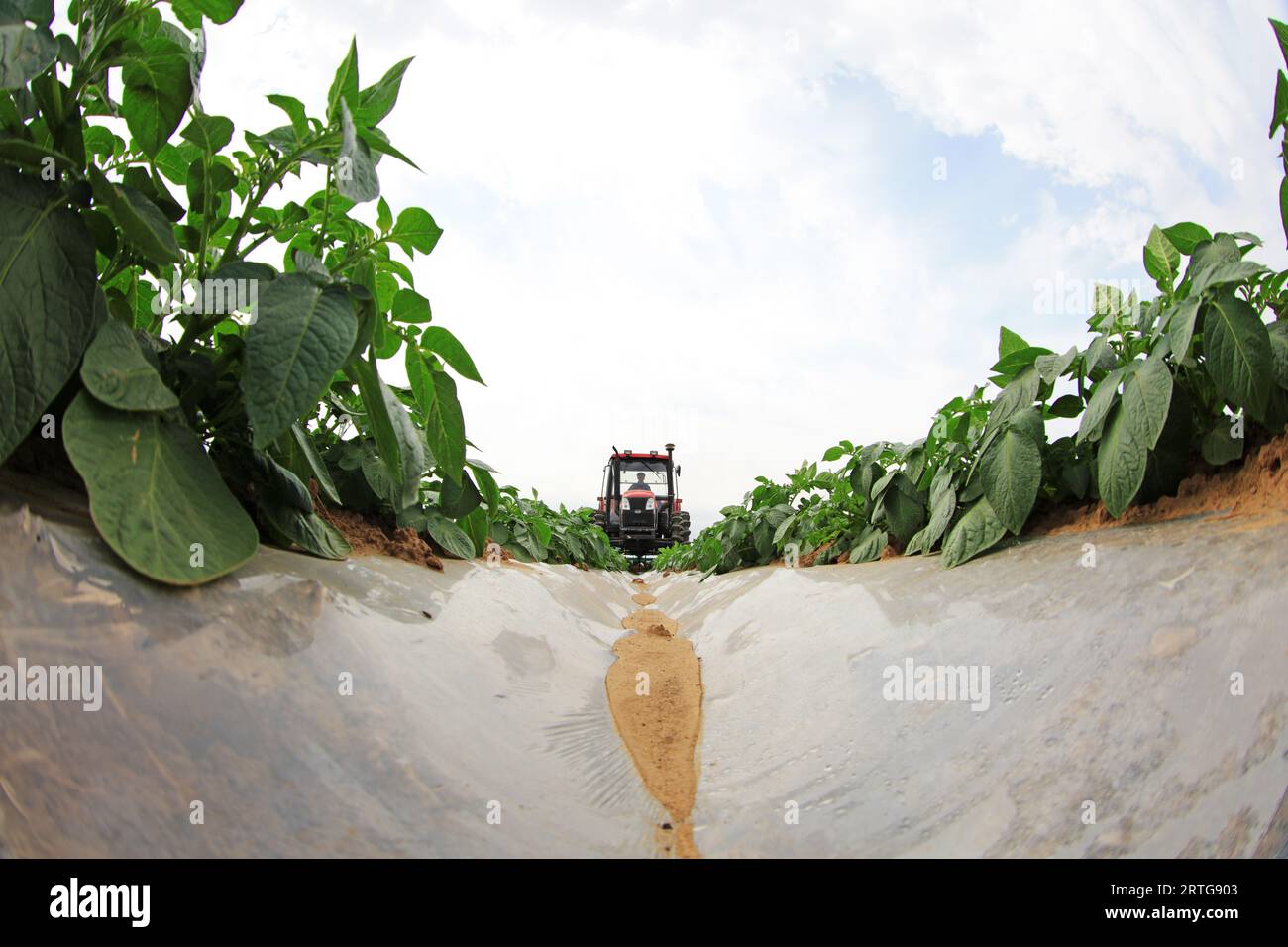 LUANNAN COUNTY, Hebei Province, China - May 5, 2019: Farmers drive tractors in potato fields and weed on farms. Stock Photo