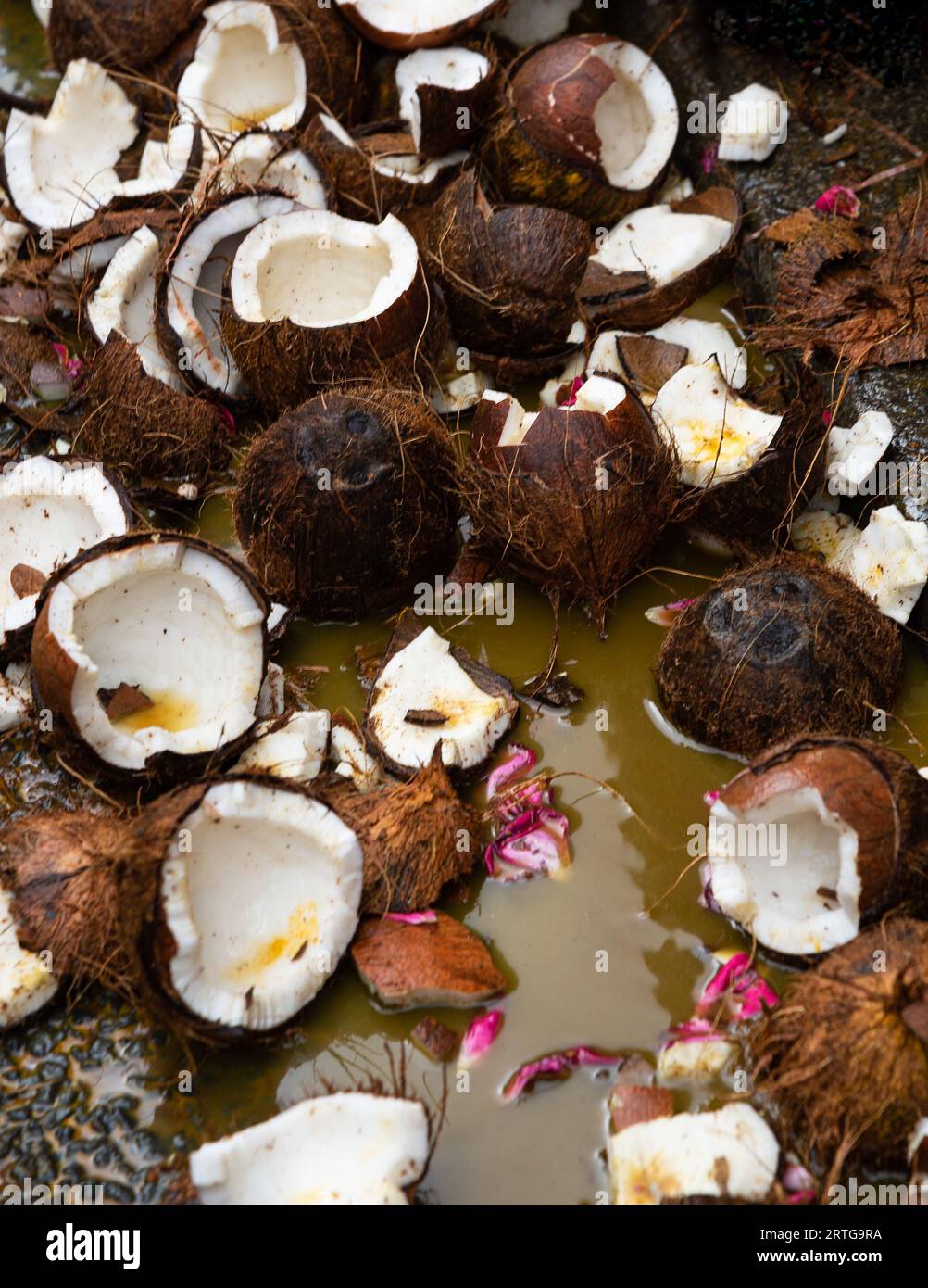 Broken coconuts lying on the ground at city street after coconut