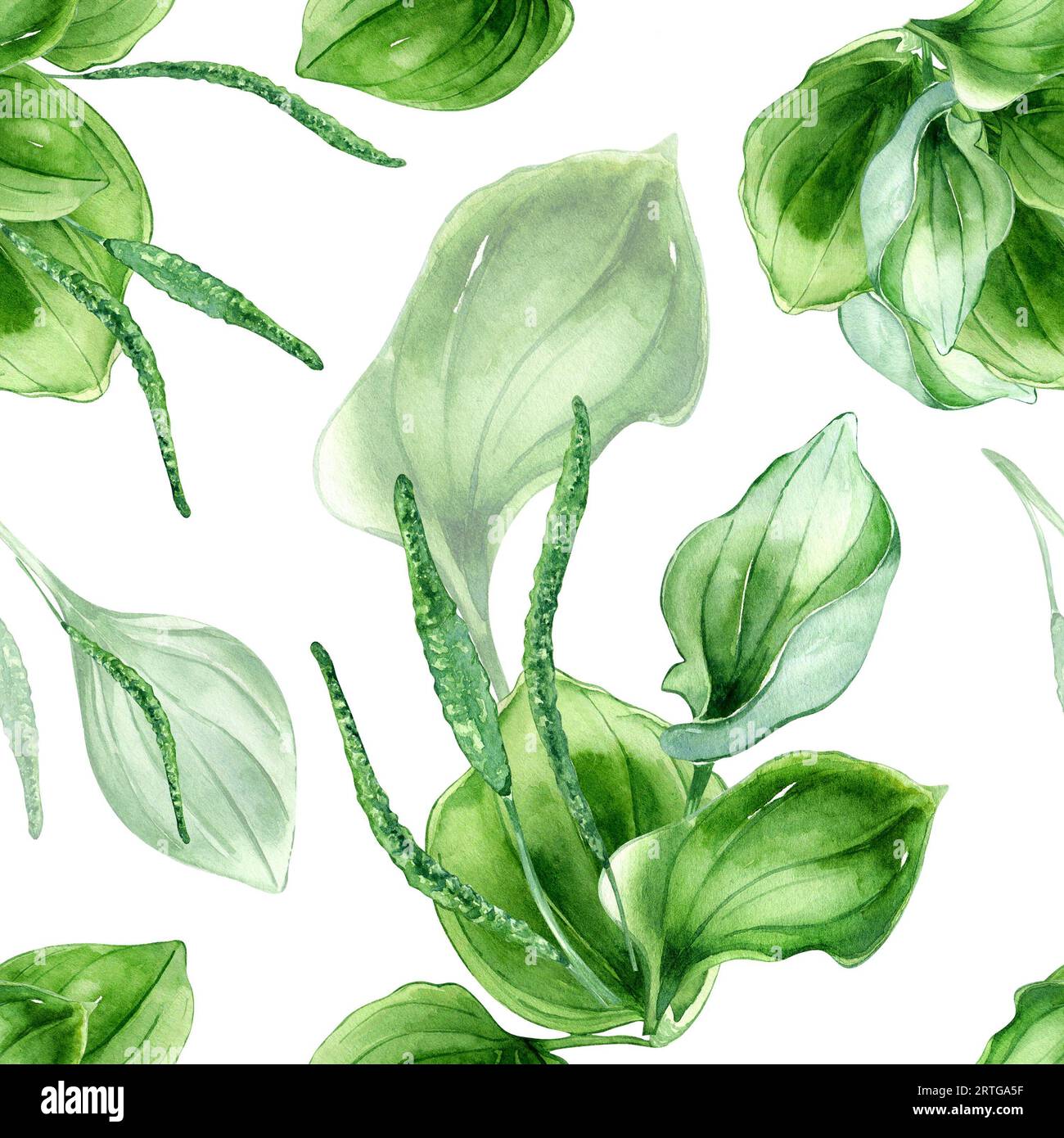 Plantago broadleaf medicinal plant watercolor seamless pattern isolated on white background. Plantain, green leaves, herb, psyllium hand drawn. Design Stock Photo