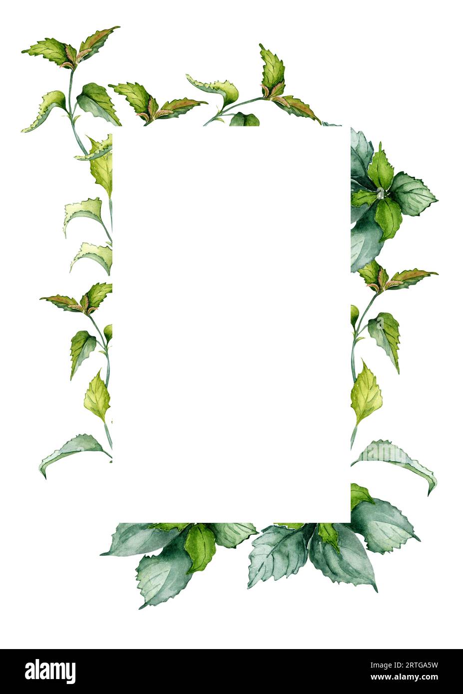 Frame of nettle stem herbal plant watercolor illustration isolated on white background. Urtica dioica, green leaves, useful herb hand drawn. Design Stock Photo
