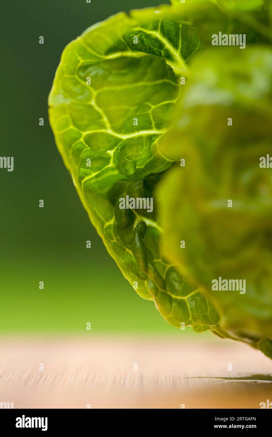 Little gem lettuce on a chopping board Stock Photo