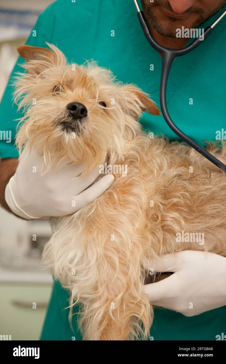 Close up of vet  inspecting dog Stock Photo