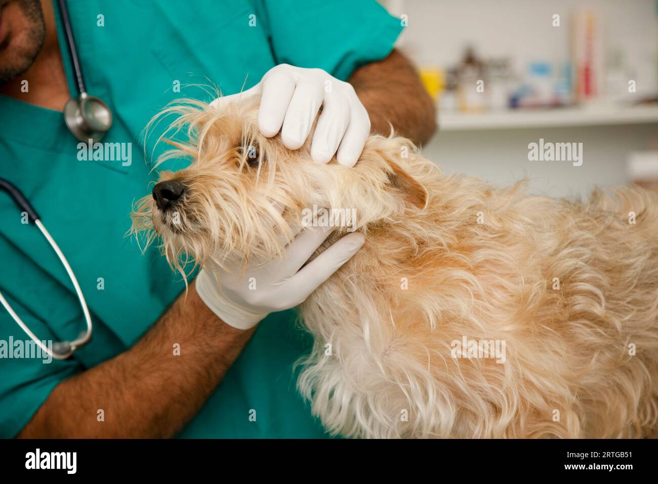 Close up of vet  inspecting dog Stock Photo