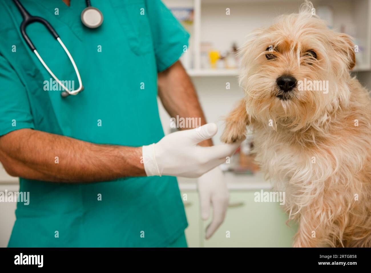 Close up of vet  inspecting dog  paw Stock Photo