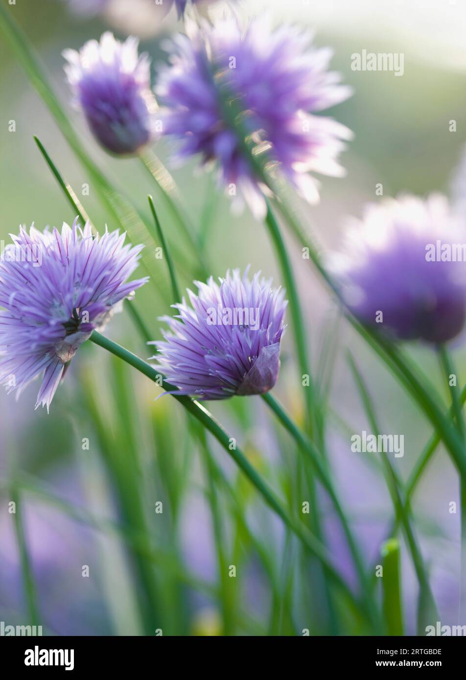Close up of Chives in blossom Stock Photo