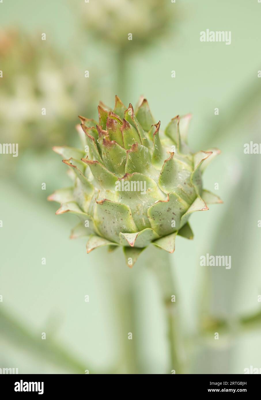 Close up of a cardoon Stock Photo