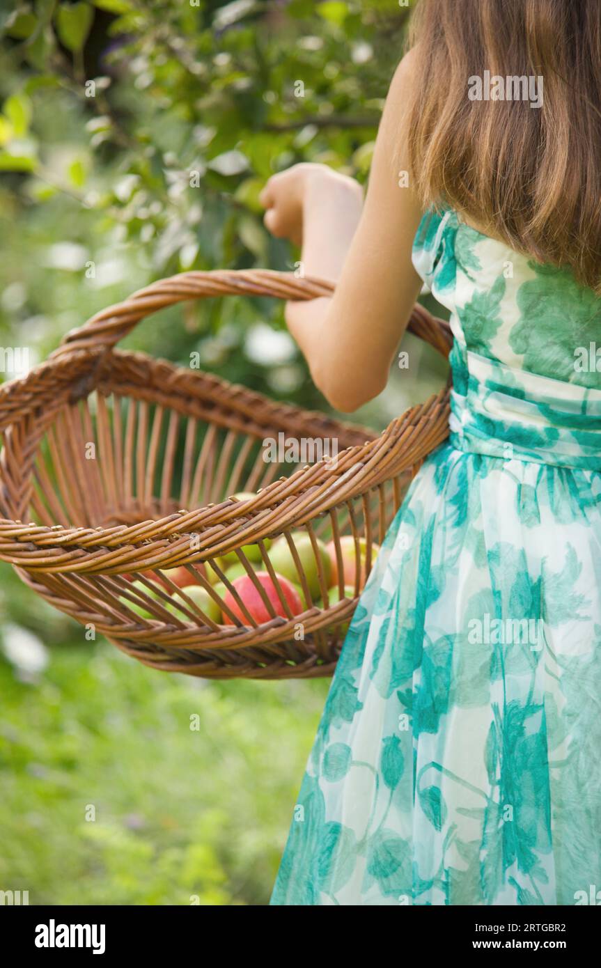 Back view of a Teenaged girl in an apple orchard holding a wicker trug filled with apples Stock Photo