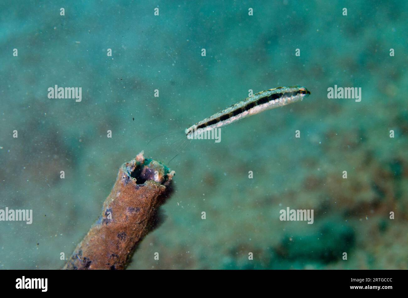 Slender Sabretooth Blenny, Aspidontus dussumieri, exiting hole in stick, Dili Rock East dive site, Dili, East Timor Stock Photo