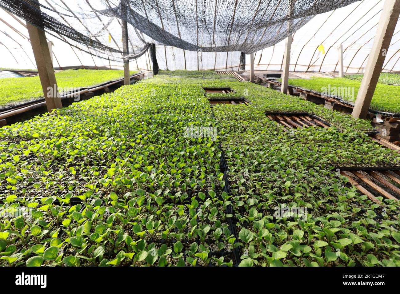 Eggplant seedling plant hires stock photography and images Alamy