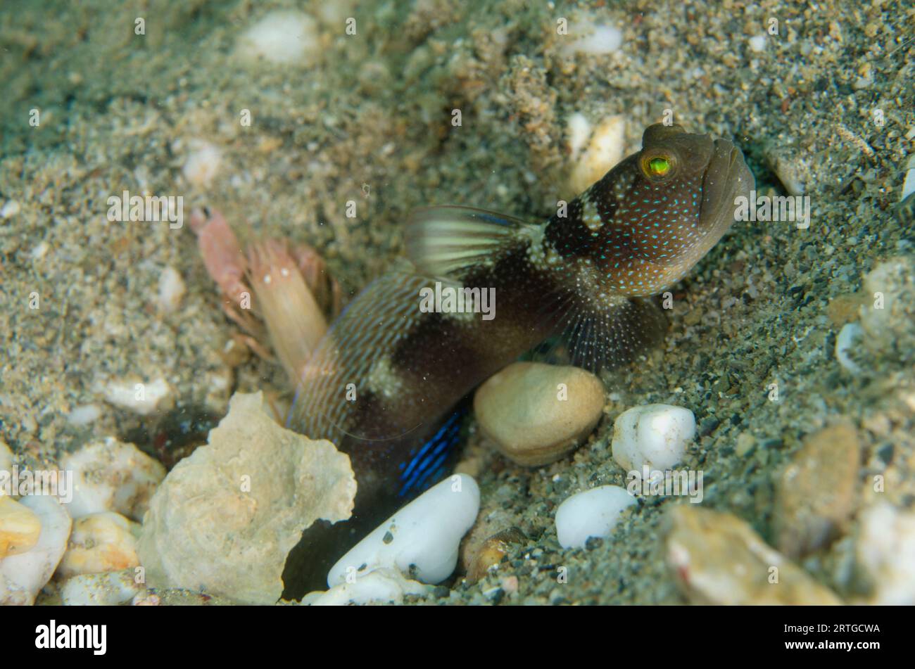 Variable Shrimpgoby, Cryptocentrus fasciatus, keeping watch while Fine-striped Snapping Shrimp, Alpheus ochrostriatus, digs shared hole on sand, Dili Stock Photo
