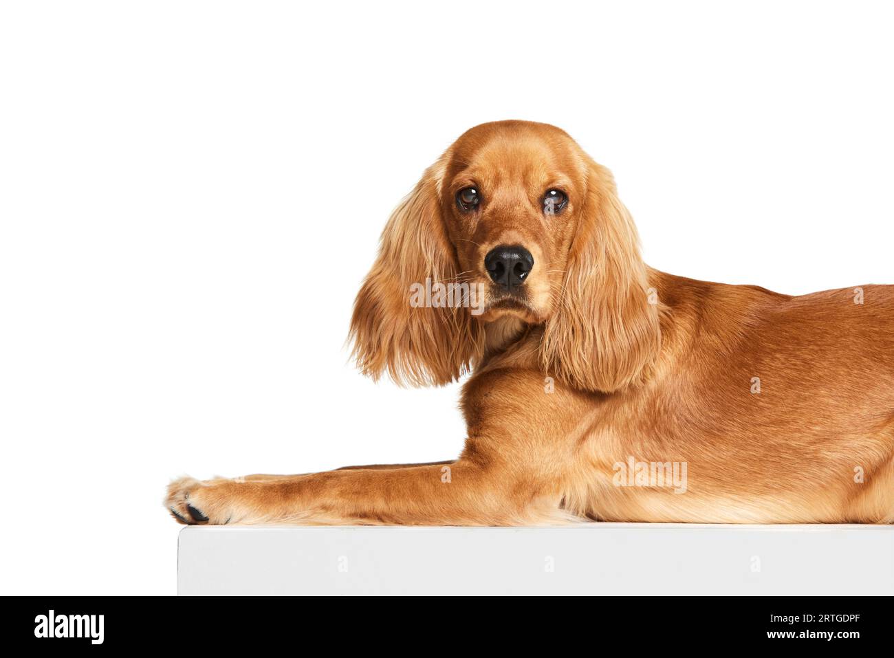 How to calm sales a cocker spaniel