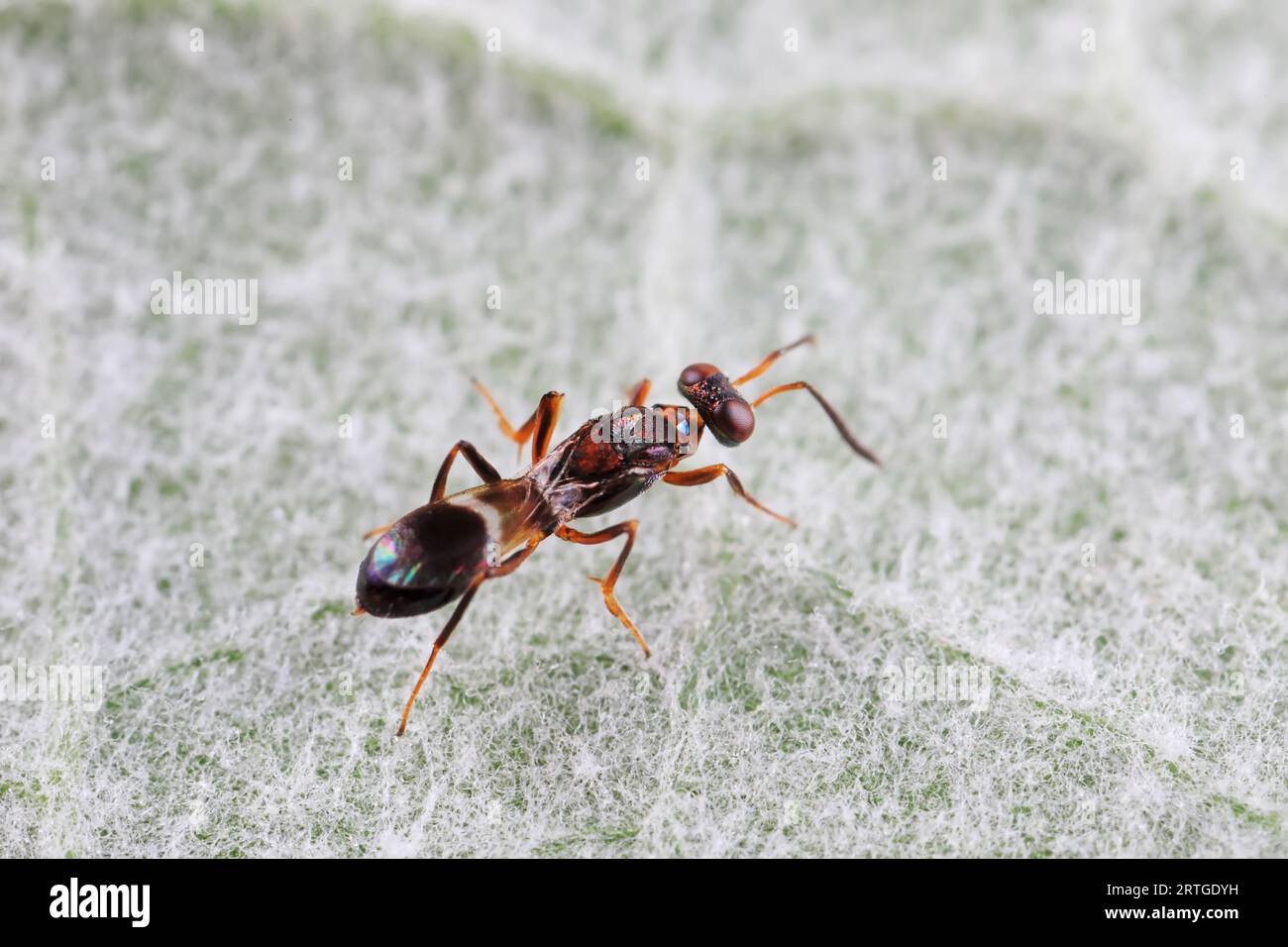 Bee insects in the wild, North China Stock Photo - Alamy
