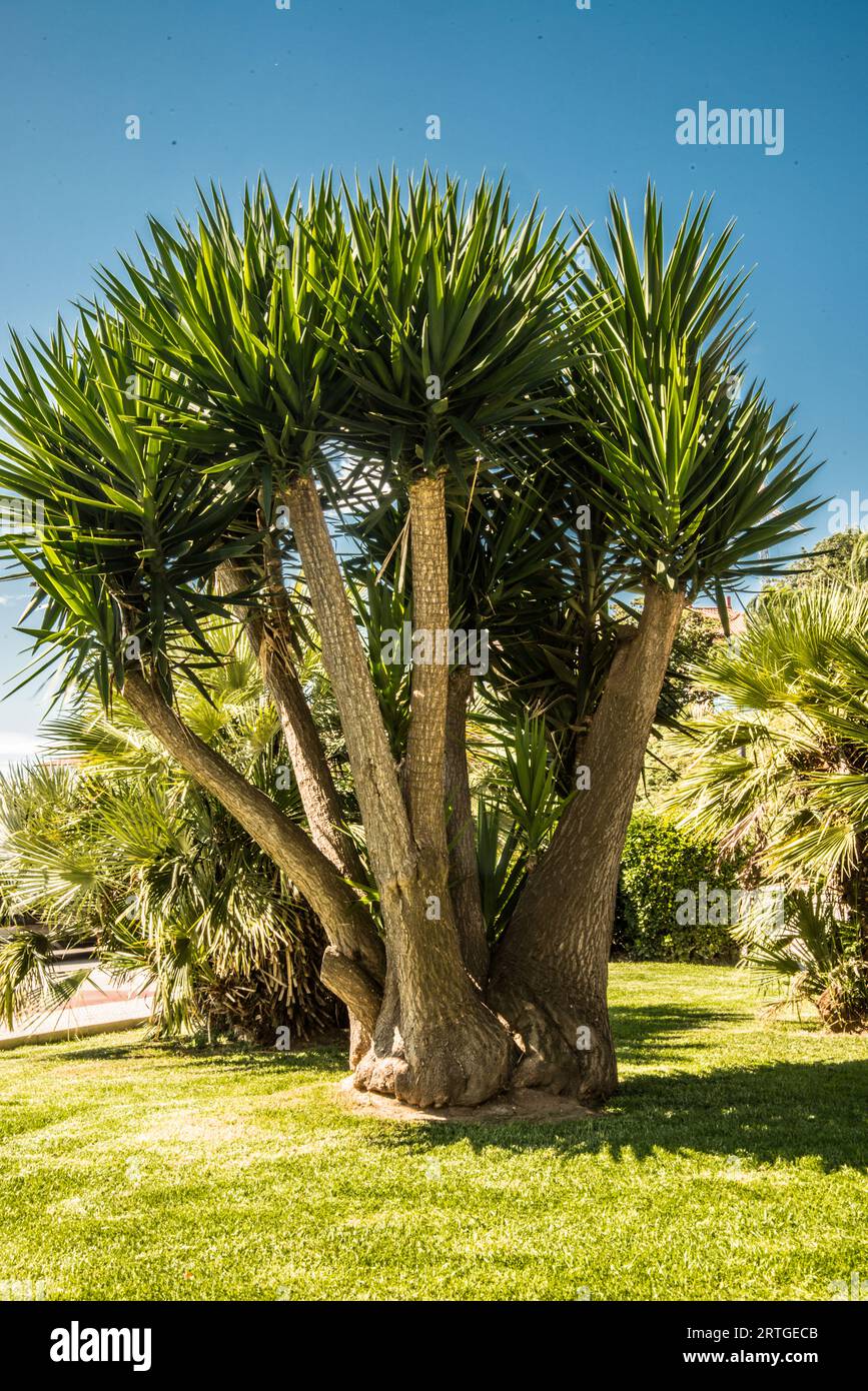 spanish tree raymond Boswell Stock Photo Alamy
