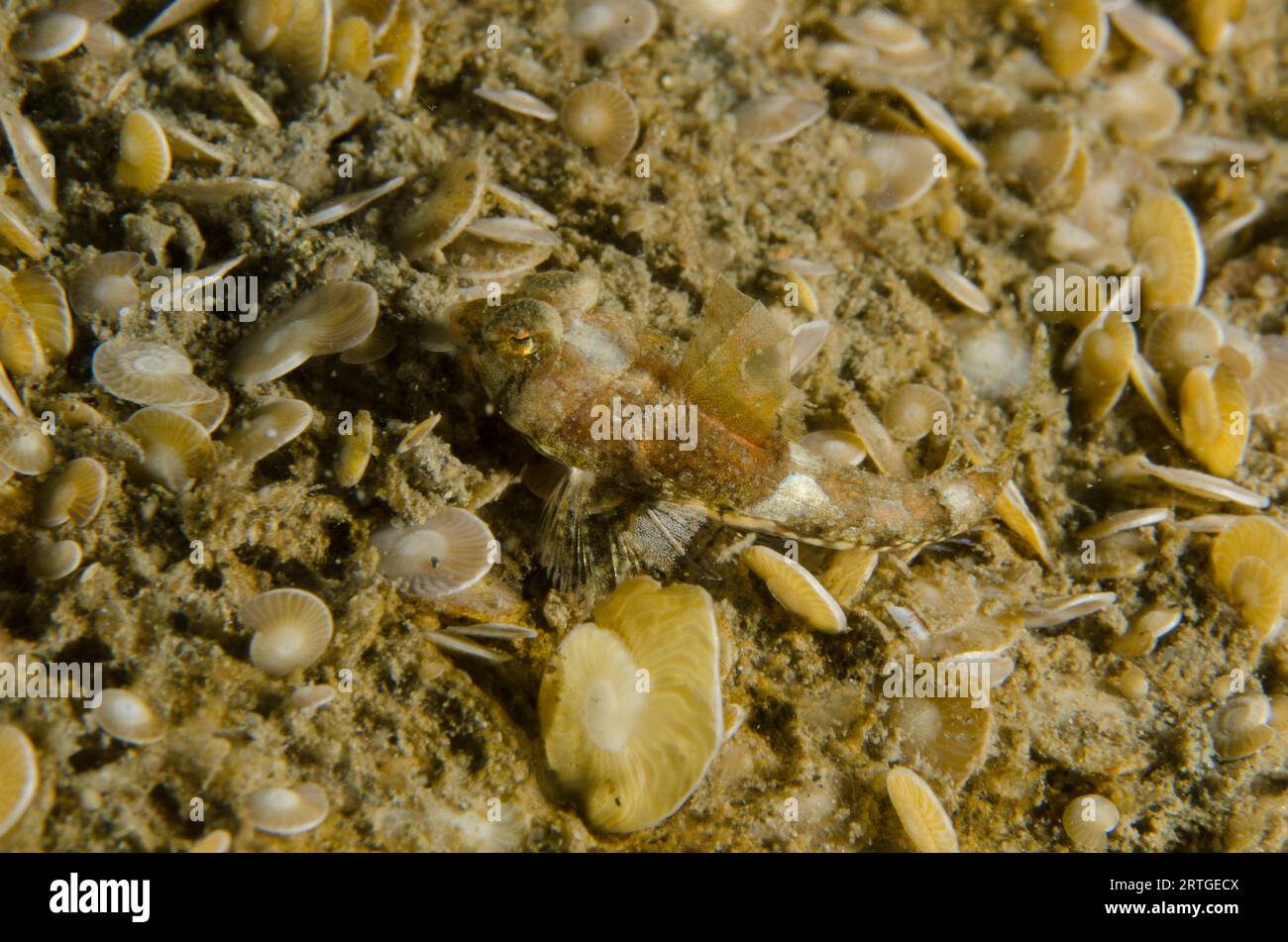 Bartels' Dragonet, Synchiropus bartelsi, with small Foraminifera shells, Foraminifera Infraphylum, on sand, Tasi Tolu dive site, Dili, East Timor Stock Photo