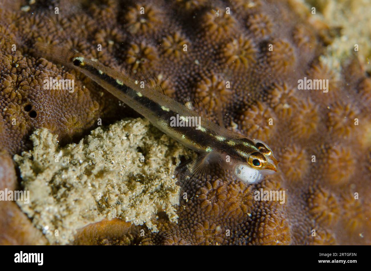 Sebree's Pygmygoby, Eviota sebreei, with Minute White Copepod,Harpacticoida sp, parasite near gills, Dili Rock East dive site, Dili, East Timor Stock Photo