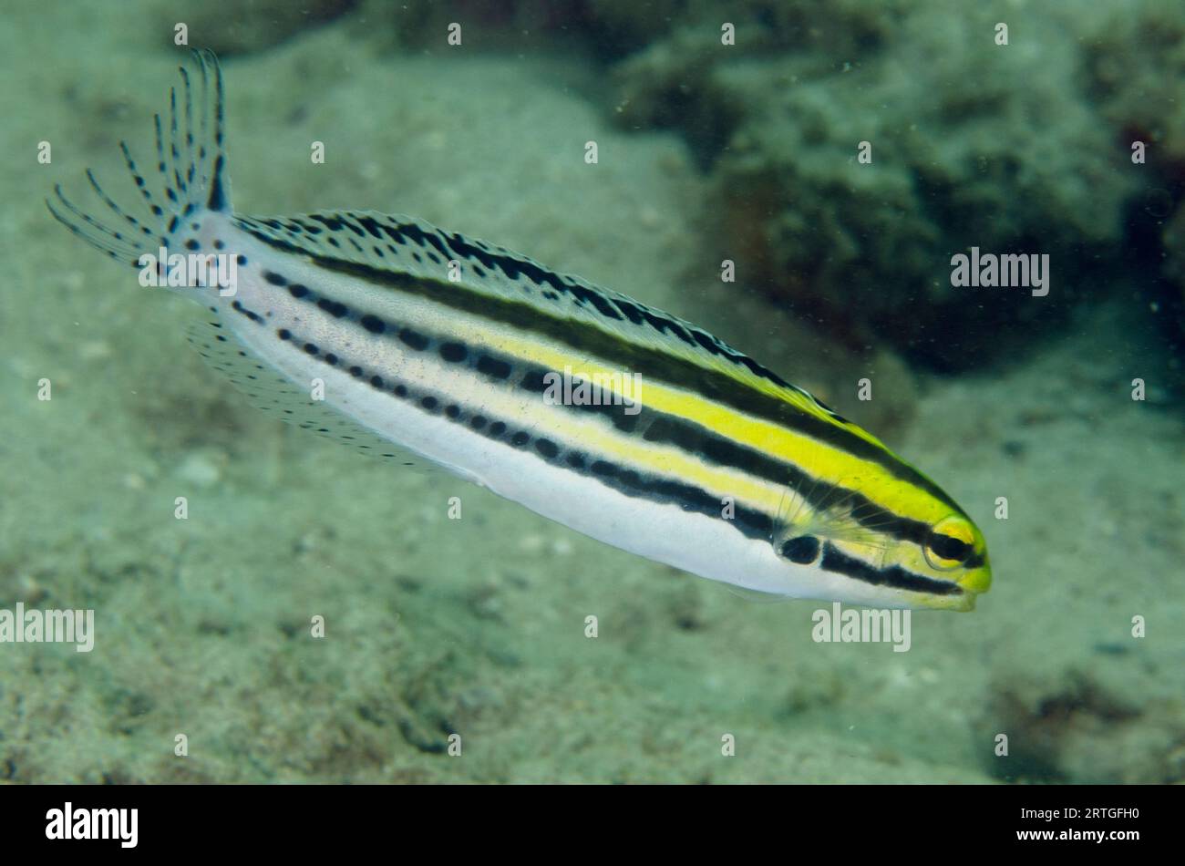 Striped Fangblenny, Meiacanthus grammistes, Dili Rock East dive site, Dili, East Timor Stock Photo