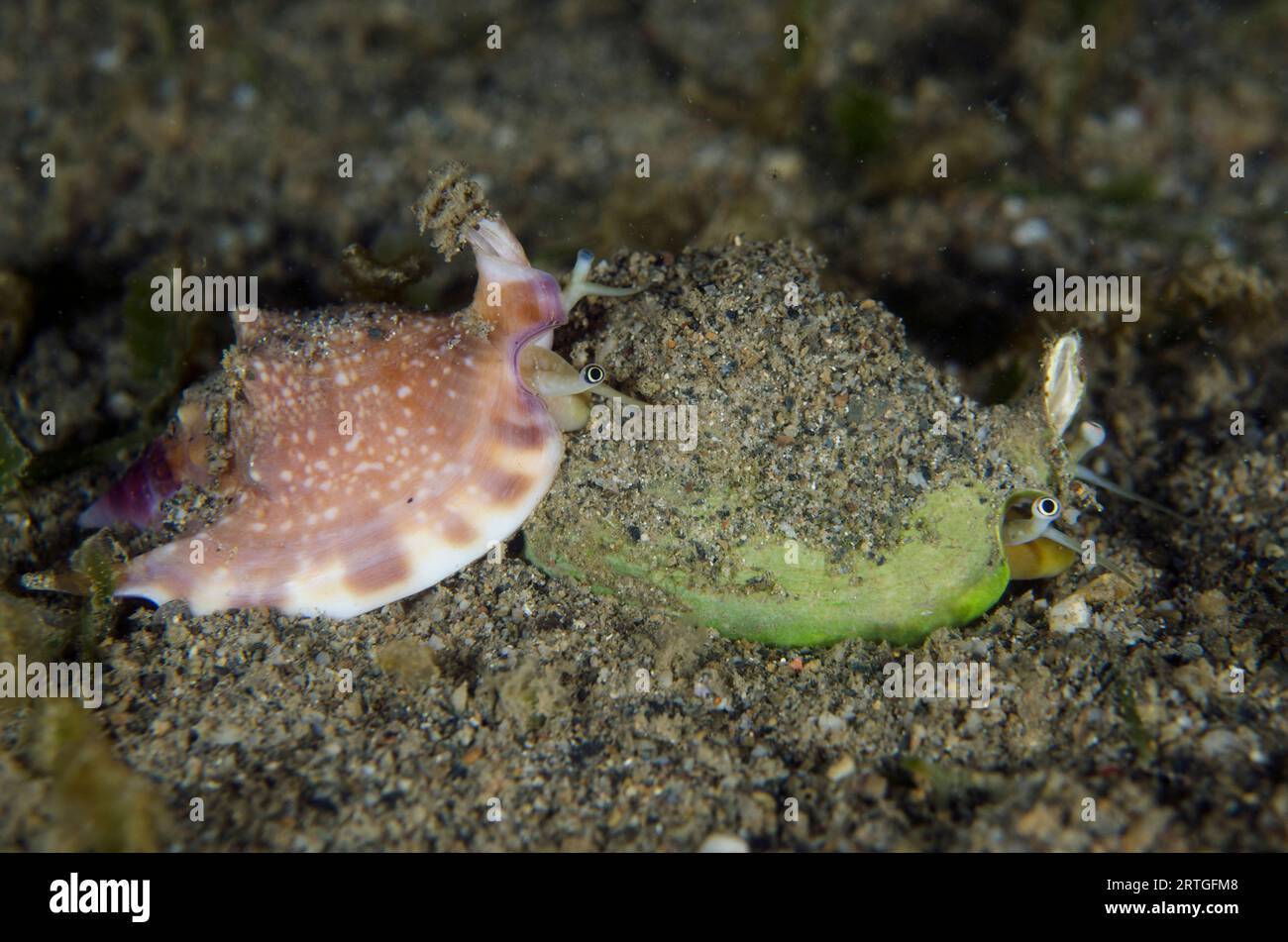 Pair of True Conch shells, Strombidae Family, night dive, Dili Rock East dive site, Dili, East Timor Stock Photo