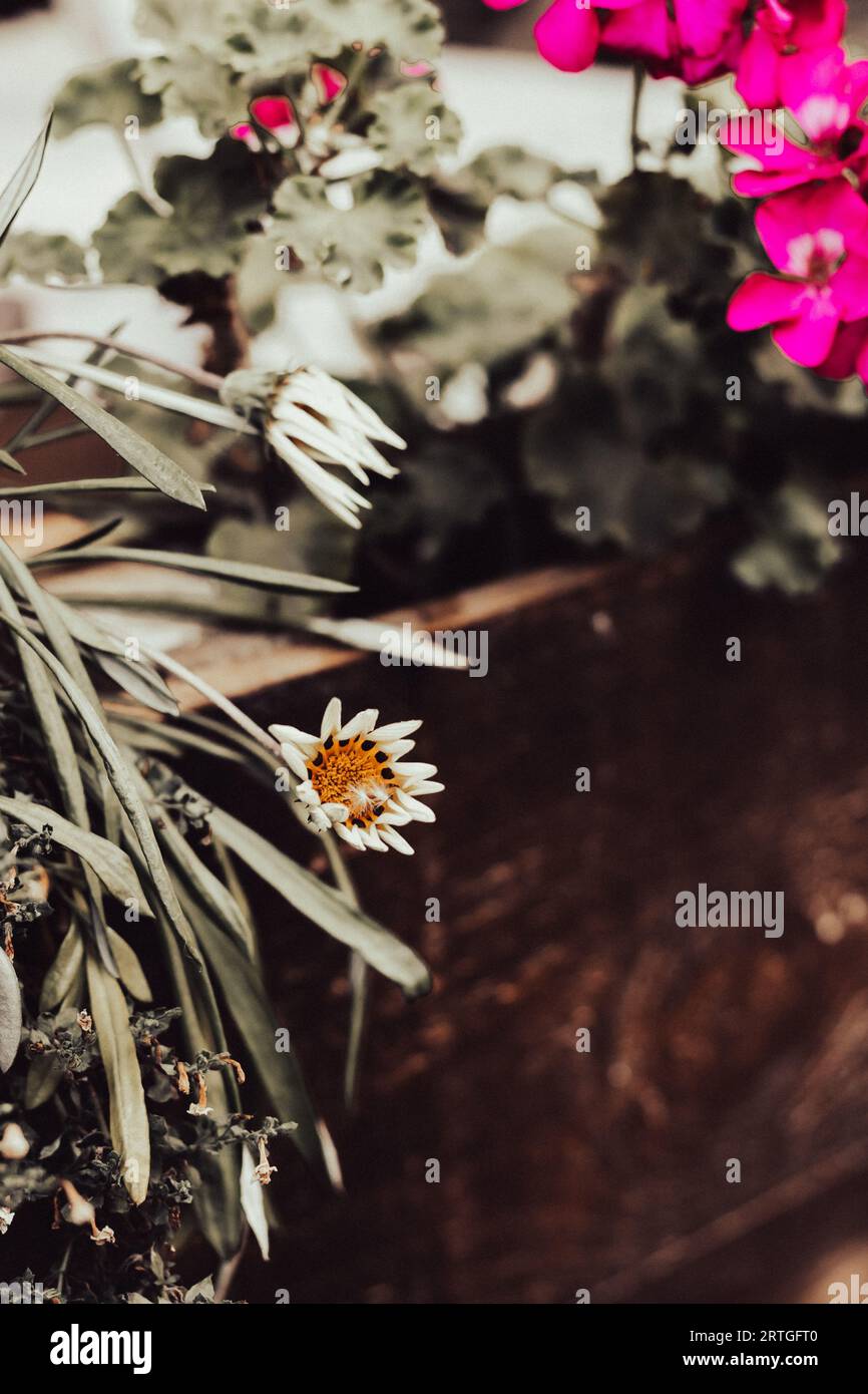 Flowers on terrace, toned image. Flower pot, vintage style. Garden design, illustration. Autumn garden postcard. Screen saver with natural pattern. Stock Photo