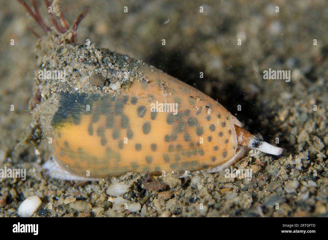 Flea-bite Cone Shell, Conus pulicarius, night dive, Dili Rock East dive site, Dili, East Timor Stock Photo