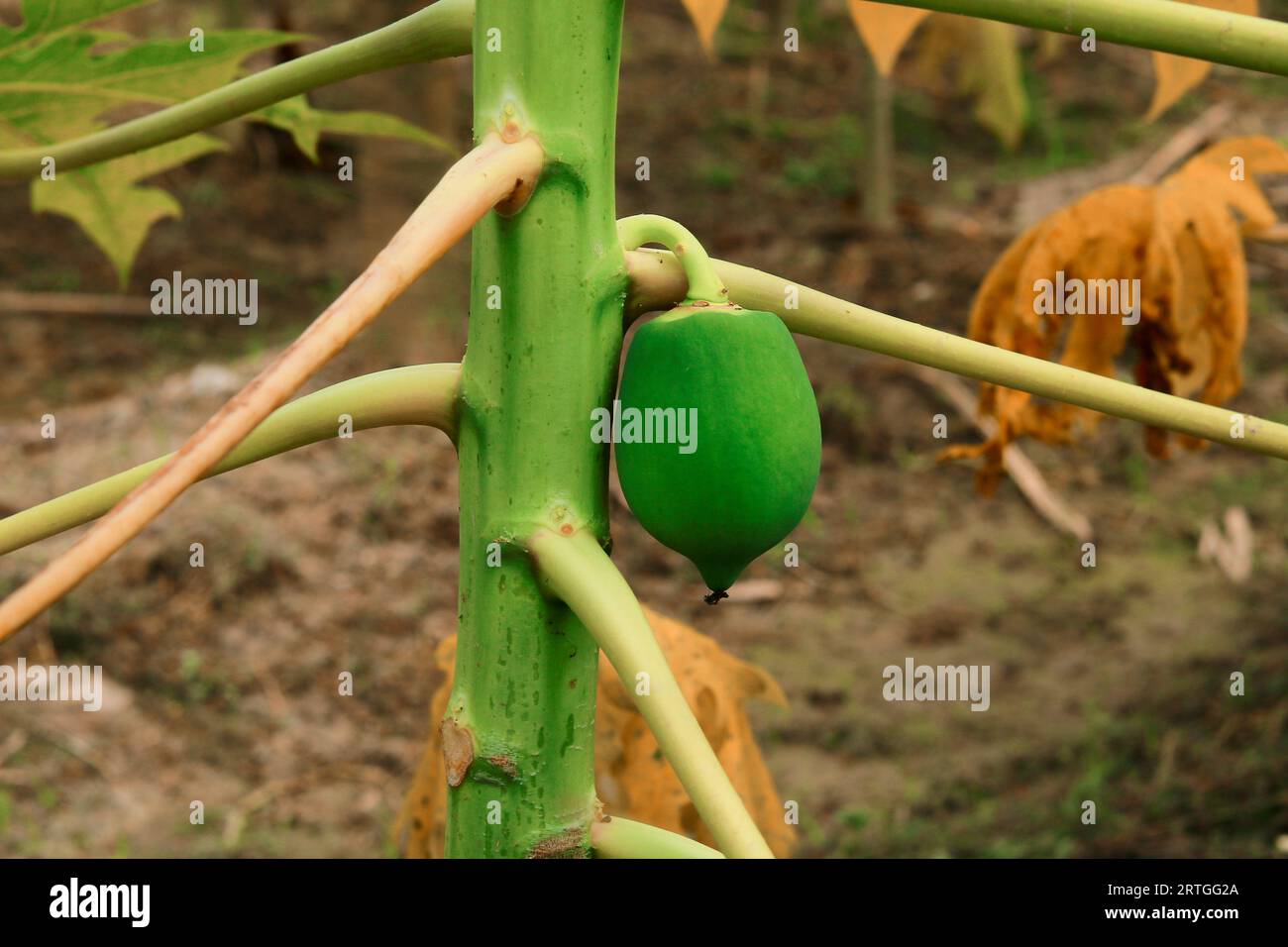 Green papayas growing on a papaya tree, Papaya Fruits of Papaya tree in
