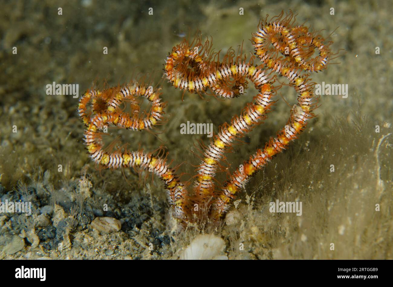 Burrowing Brittle Star, Amphiura sp, buried in sand, night dive, Dili Rock East dive site, Dili, East Timor Stock Photo