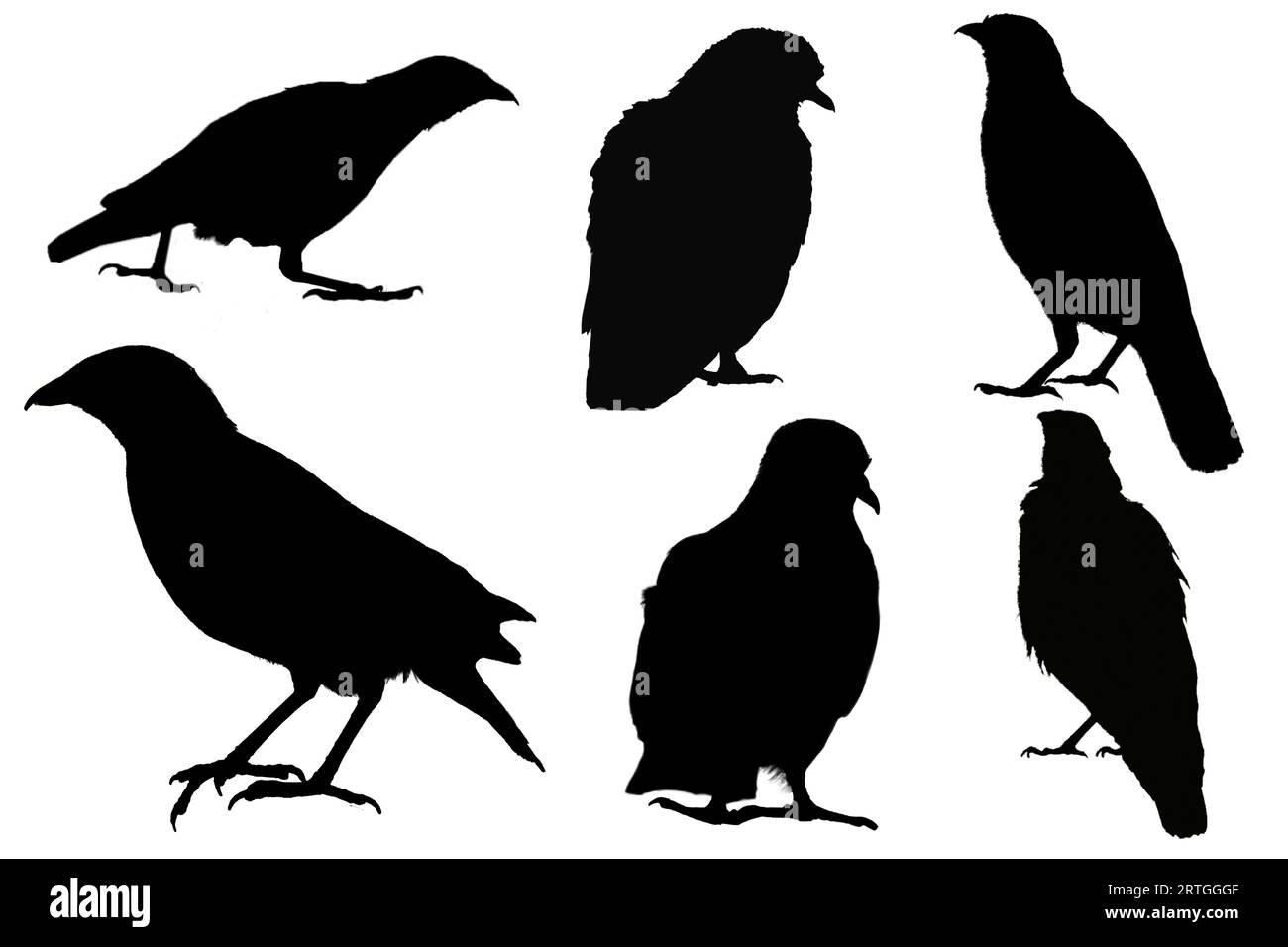 Set of collection of bird silhouette shapes: raven, crow, dove, thrush on a white isolated background. Design element Stock Photo