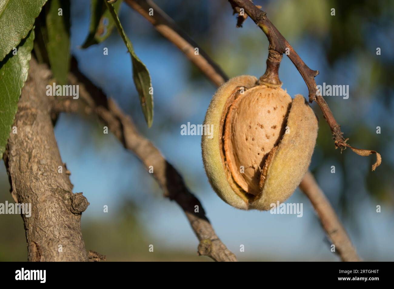 Ripe almond with shell on the almond tree Stock Photo