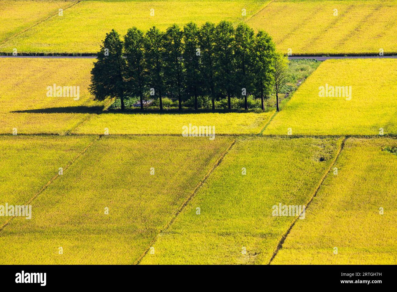 An aerial view of a rural landscape with a patch of green trees in a ...