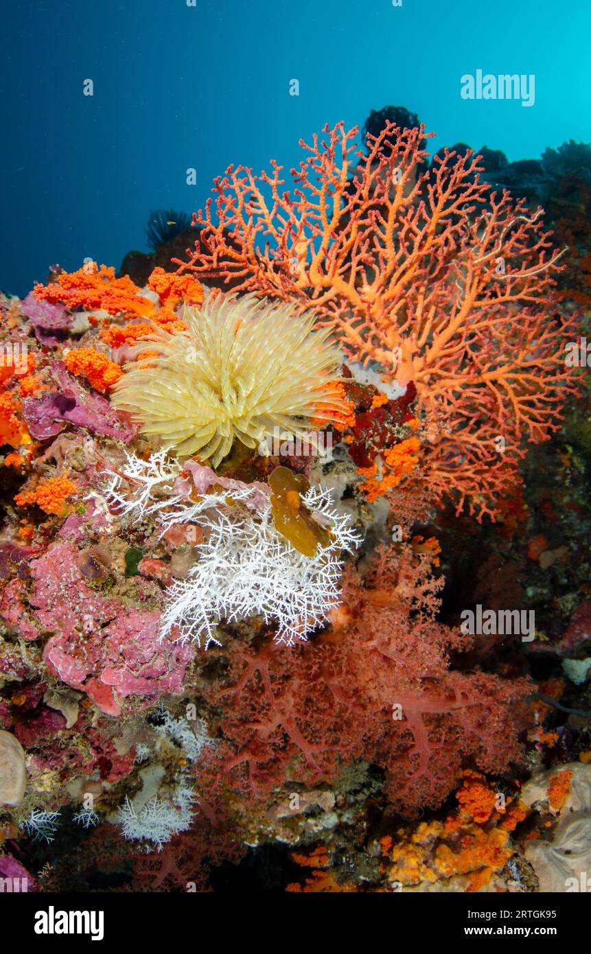 Feathery Duster Worm, Sabellastarte sp, and coral, The Cove dive site, Atauro Island, East Timor Stock Photo