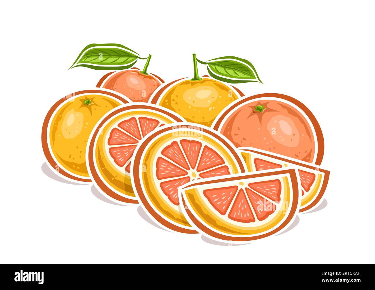 Grapefruit cross section Stock Vector Images - Alamy