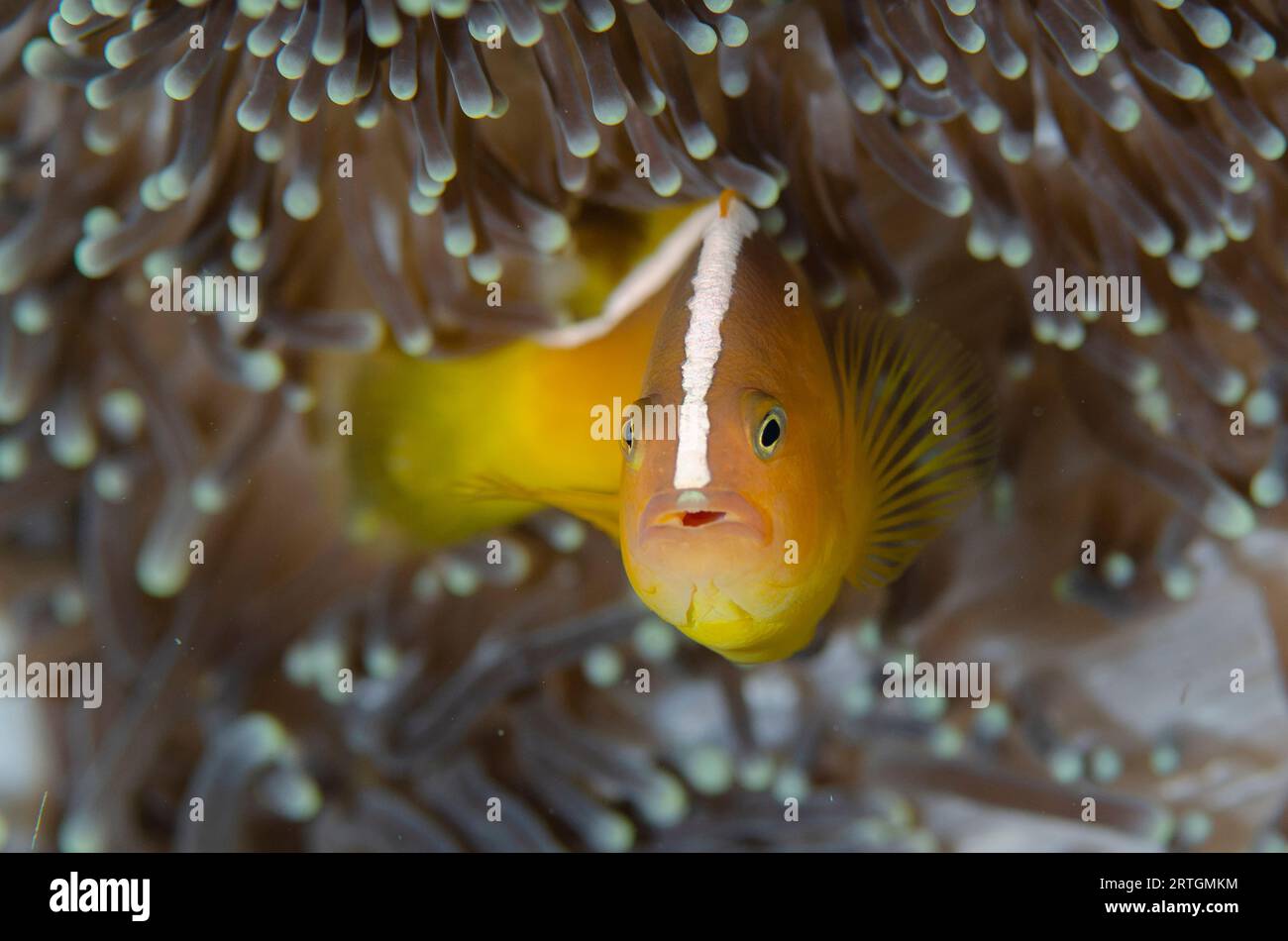 Orange Anemonefish, Amphiprion sandaracinos, in protective Leathery Sea Anemone, Heteractis crispa, Lone Tree dive site, Dili, East Timor Stock Photo