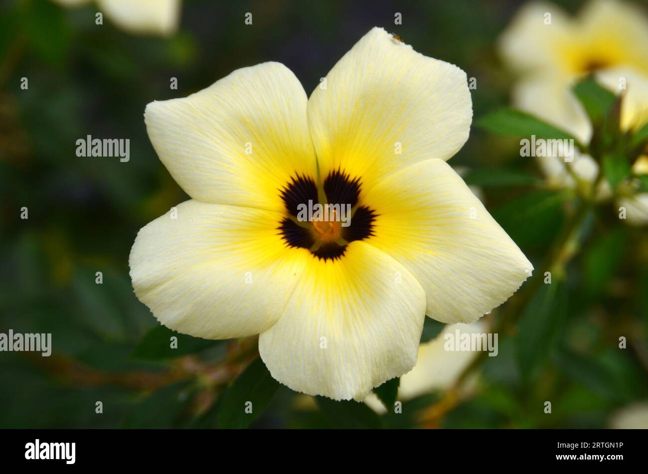 White Buttercup flowers bloom in the garden, the petals are white with a combination of yellow and brown in the middle. Stock Photo