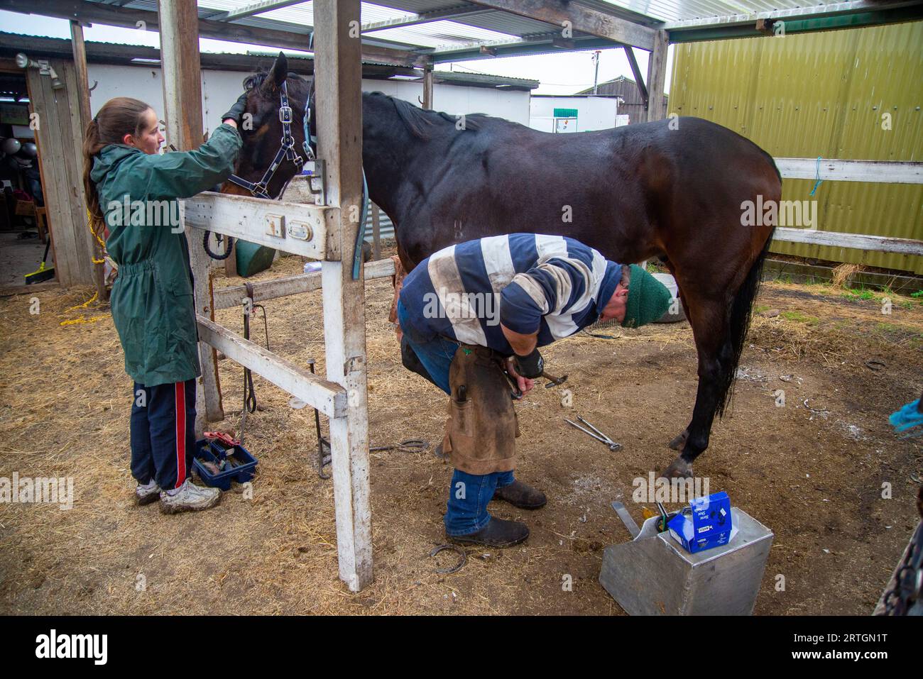 Farrier Truck Bed For Sale: A Comprehensive Guide to Equipping Your Mobile Hoof Care Business