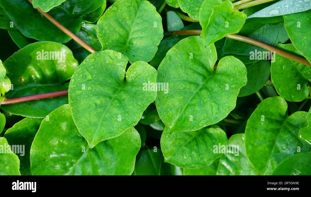 Madevine heart leaf Madevine grows in the garden, its leaves are bright green with reddish green vine stems. Stock Photo