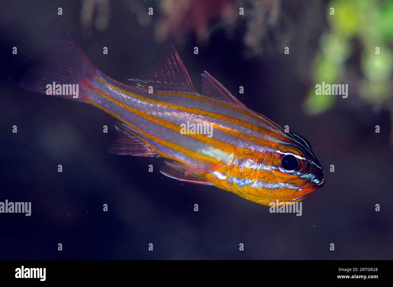 Yellowstriped Cardinalfish, Ostorhinchus cyanosoma, Tasi Tolu dive site, Dili, East Timor Stock Photo