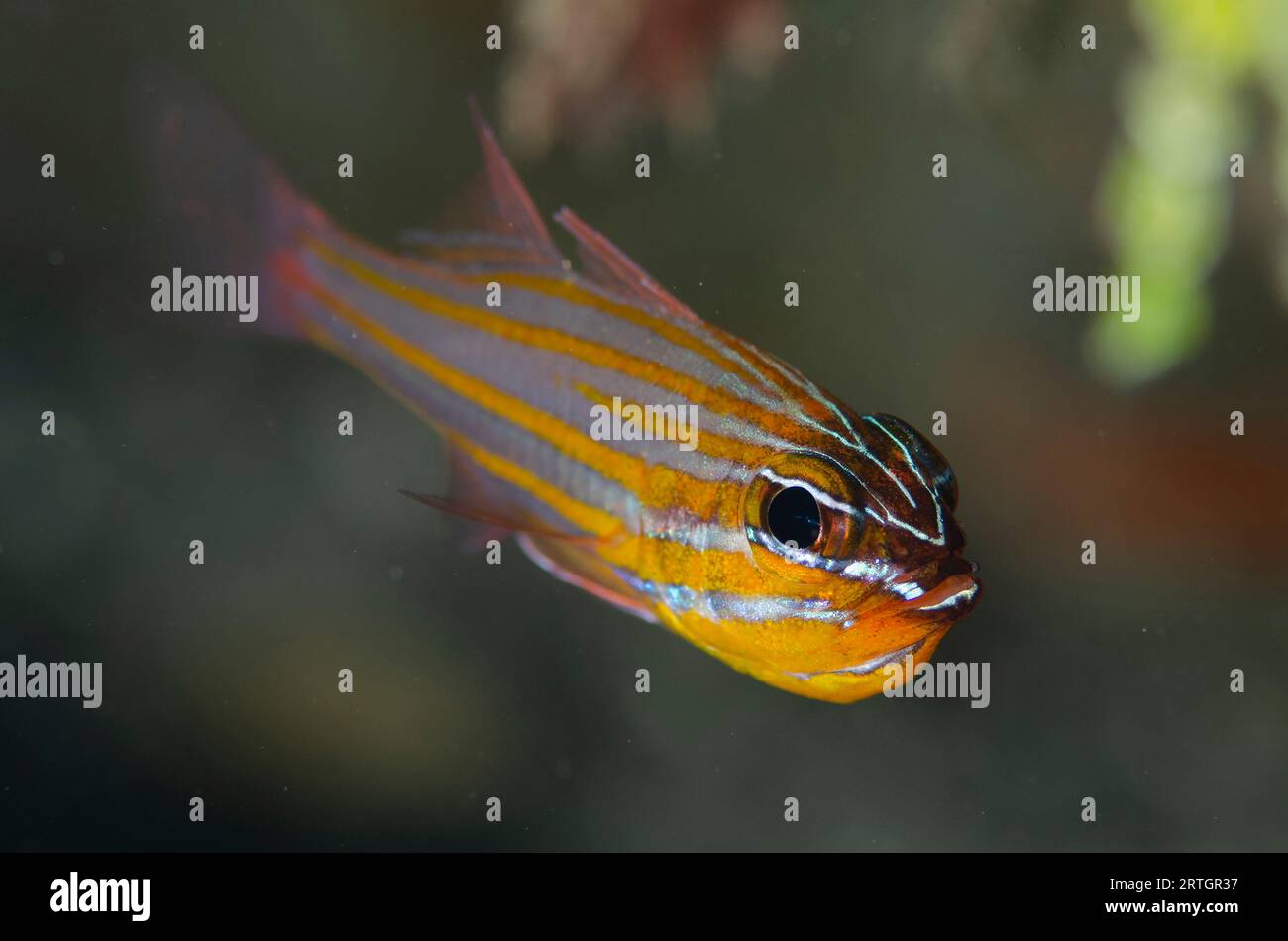 Yellowstriped Cardinalfish, Ostorhinchus cyanosoma, Tasi Tolu dive site, Dili, East Timor Stock Photo