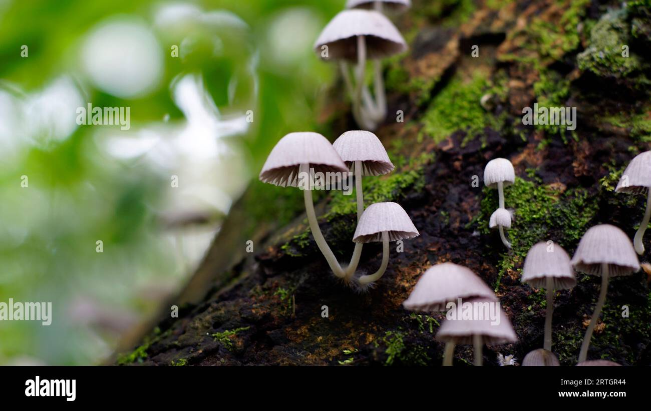 Fairy inkcap mushrooms grow on dead tree trunks Stock Photo