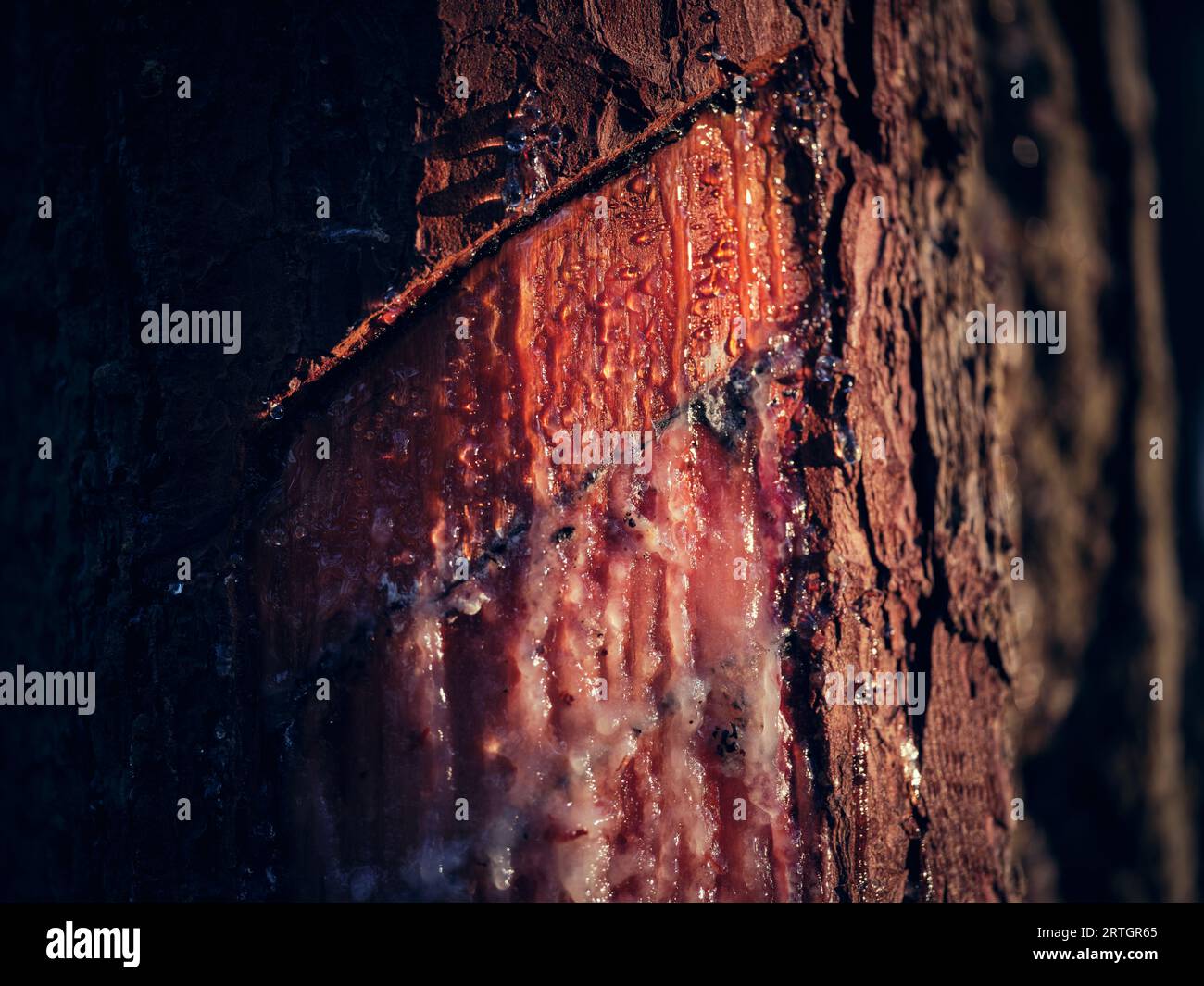 Closeup of tree with cuts on bark of thick trunk and drops of resin growing in forest on summer day Stock Photo