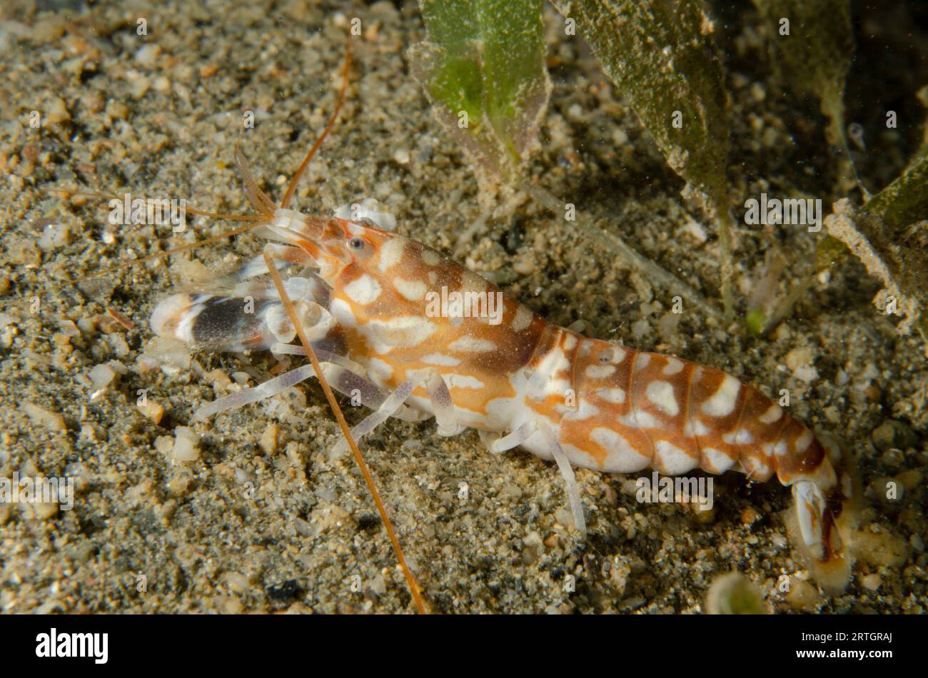 Tiger Snapping Shrimp Alpheus Bellulus On Sand Tasi Tolu Dive Site